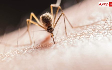 Dengue Recovery Diet: अभी-अभी डेंगू से ठीक हुए हैं तो ऐसी रखें डाइट, फटाफट होगी रिकवरी