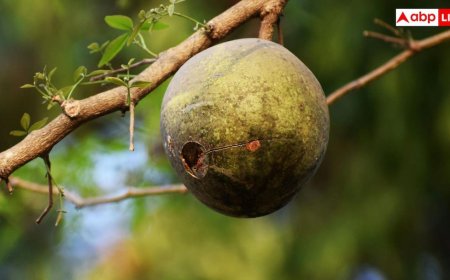 Bael Fruit Benefits: गर्मियों में पेट की समस्याओं से हैं परेशान? बेल दिलाएगा राहत, ऐसे करें सेवन