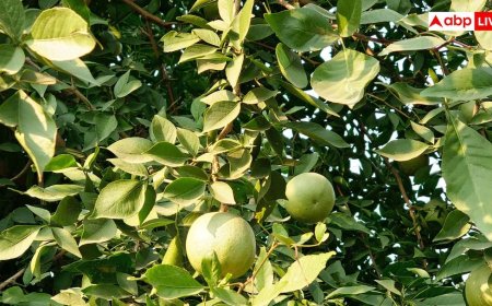 Bel Ka Sharbat: कम चीनी में घर पर ऐसे बनाएं बेल का मीठा शरबत, आसपास भी नहीं फटकेगी गर्मी
