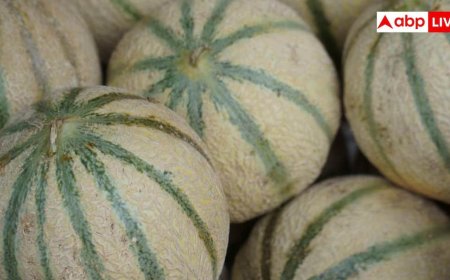Sweet Muskmelon Buying Tips: खरबूजा मीठा है या नहीं... खरीदने से पहले ऐसे करें चेक, जान लें तरीका