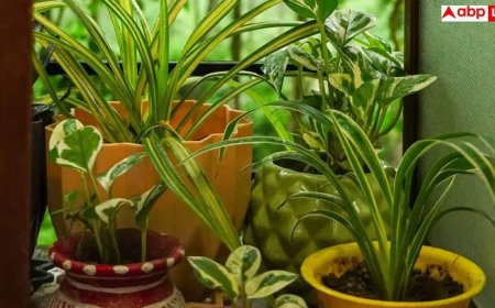 Gardening Tips In Summer: भीषण गर्मी में कुछ दिन के लिए जा रहे घर से दूर, वापस आने तक इस तरीके से हरा-भरा रहेगा गार्डन
