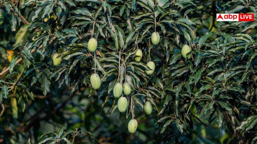 Mango Varieties: नूरजहां, लक्ष्मणभोग से लेकर फजली तक... आम की कितनी वैरायटी के बारे में जानते हैं आप?