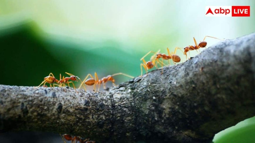 Red Ants Home Remedies: गर्मी शुरू होते ही घर में लाल चीटियों ने बना लिया है घर, इन तरीकों से रख सकते हैं दूर