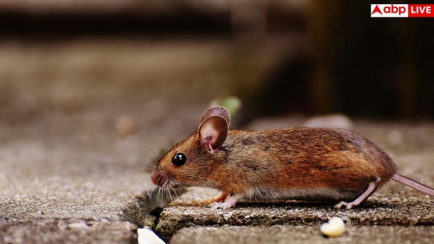Hantavirus: नॉर्मल बुखार को मेडिकल इमरजेंसी बना सकता है हंतावायरस, रूह कंपा देगी डॉक्टर की यह चेतावनी