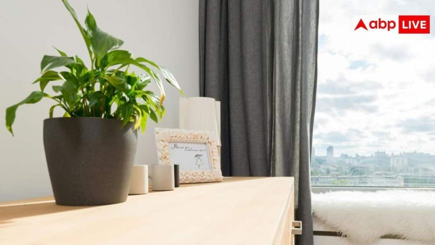 Home Cooling Tips: मई की घातक गर्मी से घर को ठंडा रखेंगे ये पौधे, जानिए इन्हें लगाने का तरीका