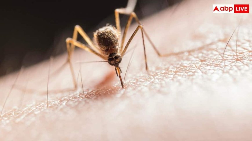 Dengue Recovery Diet: अभी-अभी डेंगू से ठीक हुए हैं तो ऐसी रखें डाइट, फटाफट होगी रिकवरी