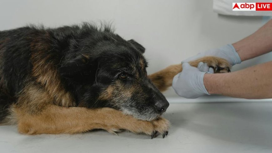 Dog Pain Signs: बेजुबान कुत्ते दर्द में होने पर देते हैं ये संकेत, पेट पेरेंट्स भूलकर भी न करें इग्नोर