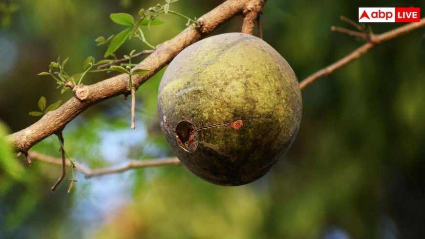 Bael Fruit Benefits: गर्मियों में पेट की समस्याओं से हैं परेशान? बेल दिलाएगा राहत, ऐसे करें सेवन