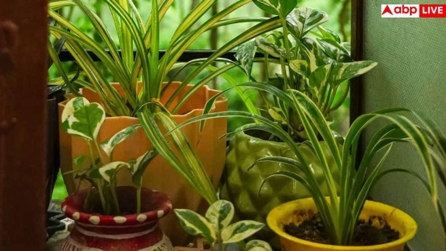 Gardening Tips In Summer: भीषण गर्मी में कुछ दिन के लिए जा रहे घर से दूर, वापस आने तक इस तरीके से हरा-भरा रहेगा गार्डन