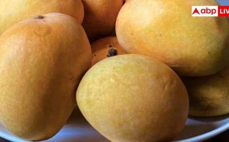 Mango Storage Tips: आम फ्रिज में रखने चाहिए या नहीं, जानें कैसे रख सकते हैं एक सप्ताह तक एकदम फ्रेश?