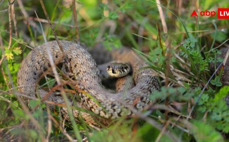 Snake Bite Myths: जहरीले सांप के बाइट के बाद भी कैसे जान बचा लेते हैं तांत्रिक, क्या है इसके पीछे का साइंस?