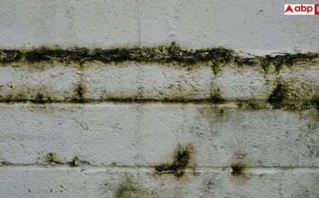 Wall Dampness Treatment: नया फर्श बनवाने के बाद भी कमरे में आ जाती है सीलन? जान लें इसका इलाज