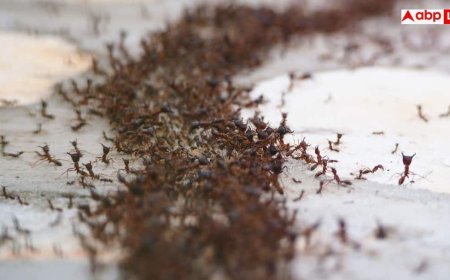 Home Remedies For Ants: सारे जतन कर लिए लेकिन घर से नहीं जा रहीं लाल वाली चींटियां, अपनाएं ये देसी ट्रिक्स