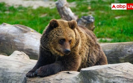 AI Bear Tracking: अब भालू का बिहैवियर ट्रैक करेगा AI, DNA कलेक्शन में भी करेगा मदद