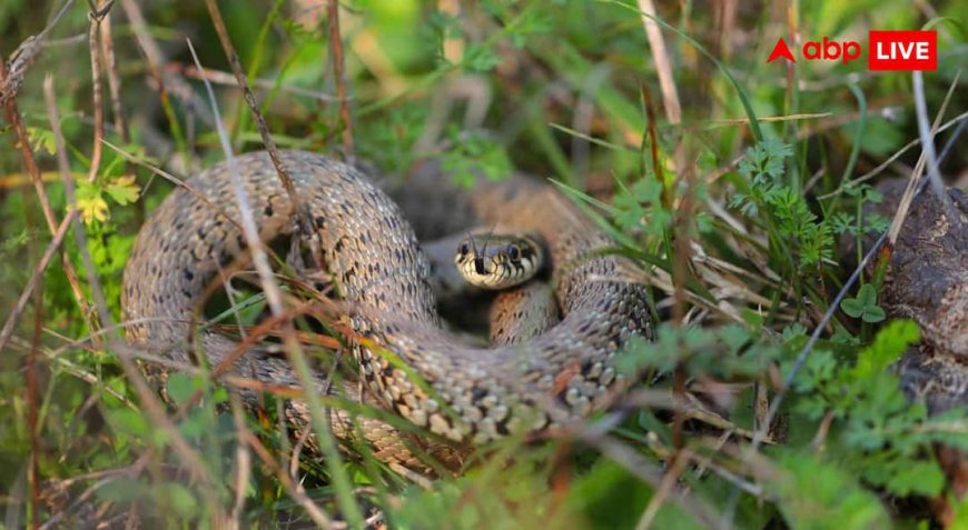 Snake Bite Myths: जहरीले सांप के बाइट के बाद भी कैसे जान बचा लेते हैं तांत्रिक, क्या है इसके पीछे का साइंस?