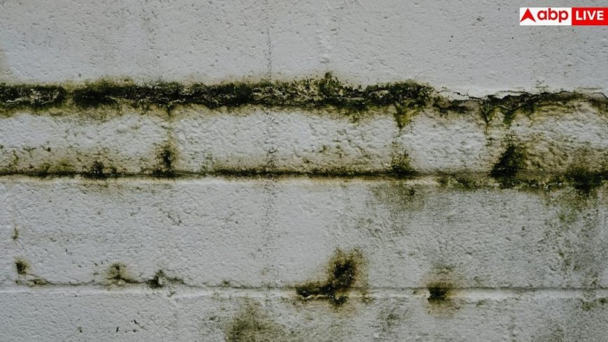 Wall Dampness Treatment: नया फर्श बनवाने के बाद भी कमरे में आ जाती है सीलन? जान लें इसका इलाज