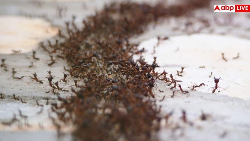 Home Remedies For Ants: सारे जतन कर लिए लेकिन घर से नहीं जा रहीं लाल वाली चींटियां, अपनाएं ये देसी ट्रिक्स