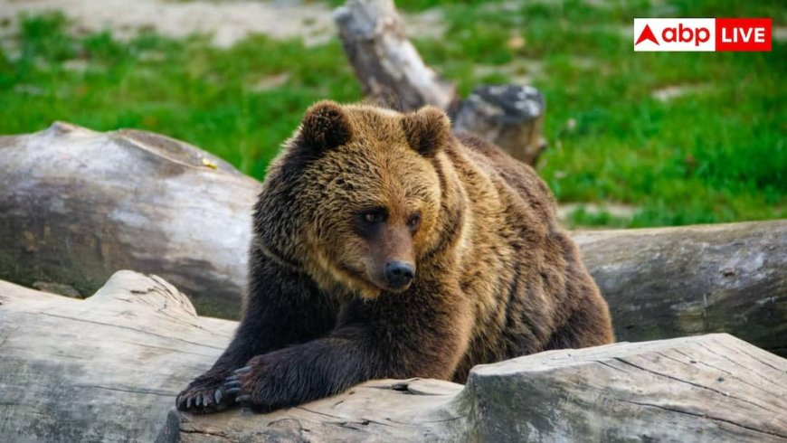 AI Bear Tracking: अब भालू का बिहैवियर ट्रैक करेगा AI, DNA कलेक्शन में भी करेगा मदद