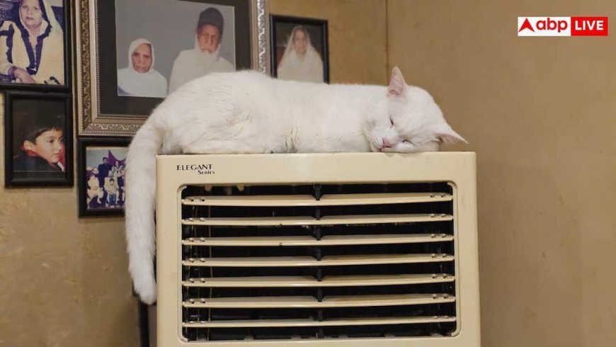 Air Cooler Humidity Tips: बदलते मौसम में आपका कूलर भी फेंकने लगा है चिपचिपी हवा, तुरंत अपनाएं ये ट्रिक्स