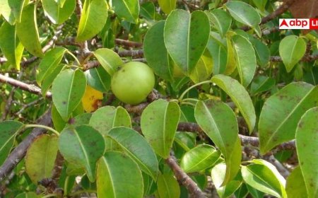 Tree Of Death: बारिश में इस पेड़ के नीचे खड़े हुए तो जा सकती है जान? जानें 'ट्री ऑफ डेथ' का सच
