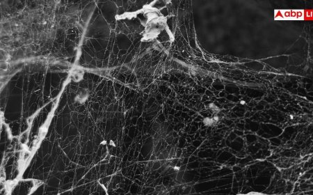 Spider Webs In House: सफाई के बाद बार-बार लग जाते हैं मकड़ी के जाले? नोट करें इन्हें हमेशा के लिए हटाने की आसान ट्रिक