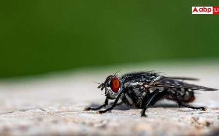House Fly Control Tips: घर में पोछा लगाने के बाद भी आ जाती हैं मक्खियां? हमेशा के लिए भगाने की नोट करें सीक्रेट ट्रिक
