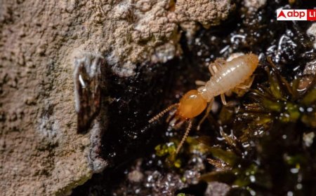 Termite Prevention: क्या बारिश में आपके घर भी लग रही है दीमक? भूलकर भी न करें ये गलतियां, ऐसे रखें सुरक्षित