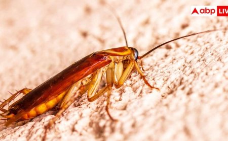 Kitchen Cockroach Control: किचन में आने लगे हैं कॉकरोच? ये 5 उपाय कर लें, आपके घर से कोसों दूर रहेगा ये कीड़ा