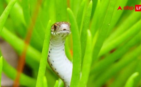 Snakebite Hotspots in World : दुनिया की ये जगहें हैं सांपों का सबसे खतरनाक अड्डा, घूमने से पहले जरूर जान लें