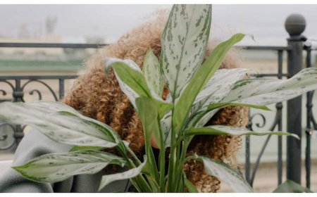 Indoor pure air tips: घर के अंदर की हवा को बनाएं एकदम शुद्ध! ये 5 इंडोर प्लांट्स बढ़ाएंगे घर की खूबसूरती और ऑक्सीजन