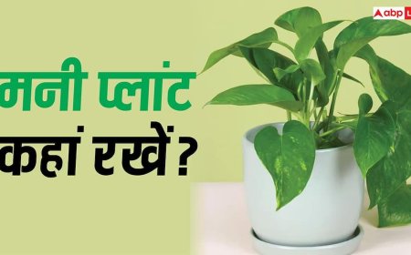 Money Plant : घर में मनी प्लांट रखने वाले एक बार जरूर पढ़ें, गलत दिशा में रखा पौधा नहीं माना जाता शुभ