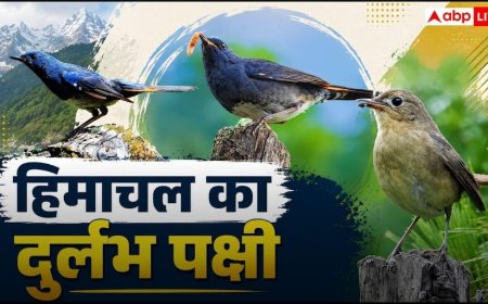 White-bellied Redstart: दक्षिण-पूर्व एशिया से किन्नौर पहुंचा मौसमी मेहमान, रकछम-छितकुल बना पसंदीदा प्रजनन स्थल
