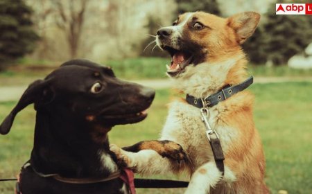 Why Are People Afraid of Dogs: क्या कुत्ता देखकर आपके भी छूट जाते हैं पसीने? जानिए इसके पीछे का असली कारण