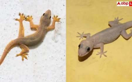 Why Girls Fear Lizards: शेर-चीते से बेखौफ रहने वाली लड़कियां छिपकली देखकर क्यों चीख पड़ती हैं? सामने आया असली राज