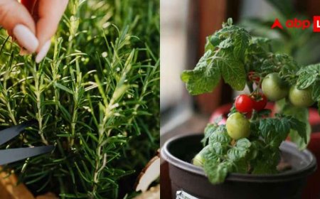 Kitchen Garden Care Tips: गर्मियों में कैसे करें अपने किचन गार्डन की देखरेख? इन उपायों से हमेशा हरा भरा रहेगा गार्डन