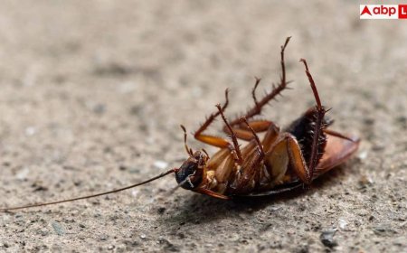 Why Cockroaches Come Out At Night: रात में ही किचन में क्यों निकलते हैं सबसे ज्यादा कॉकरोच? जानिए वजह और भगाने के आसान उपाय