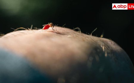 Increasing Cases of Dengue Virus: महामारी बनेगा डेंगू! देश में एक साथ एक्टिव हुए चारों स्ट्रेन