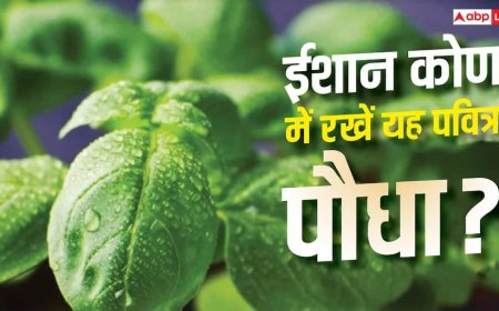 Sawan 2026: घर के ईशान कोण में रख दें यह एक पवित्र पौधा, वास्तु दोष जड़ से होगा खत्म
