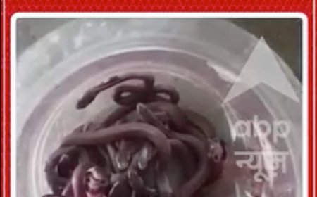 Viral Video: घर है या Snake Hostel!