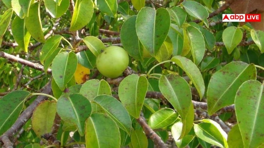 Tree Of Death: बारिश में इस पेड़ के नीचे खड़े हुए तो जा सकती है जान? जानें 'ट्री ऑफ डेथ' का सच