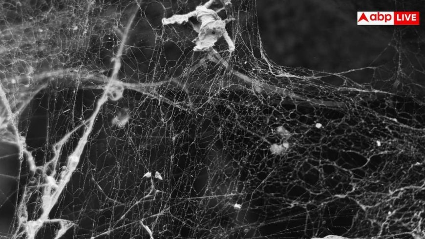 Spider Webs In House: सफाई के बाद बार-बार लग जाते हैं मकड़ी के जाले? नोट करें इन्हें हमेशा के लिए हटाने की आसान ट्रिक