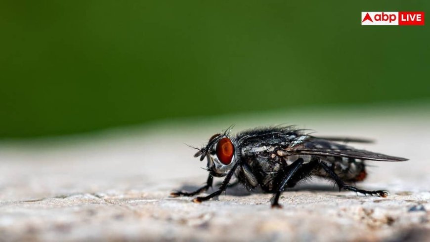 House Fly Control Tips: घर में पोछा लगाने के बाद भी आ जाती हैं मक्खियां? हमेशा के लिए भगाने की नोट करें सीक्रेट ट्रिक