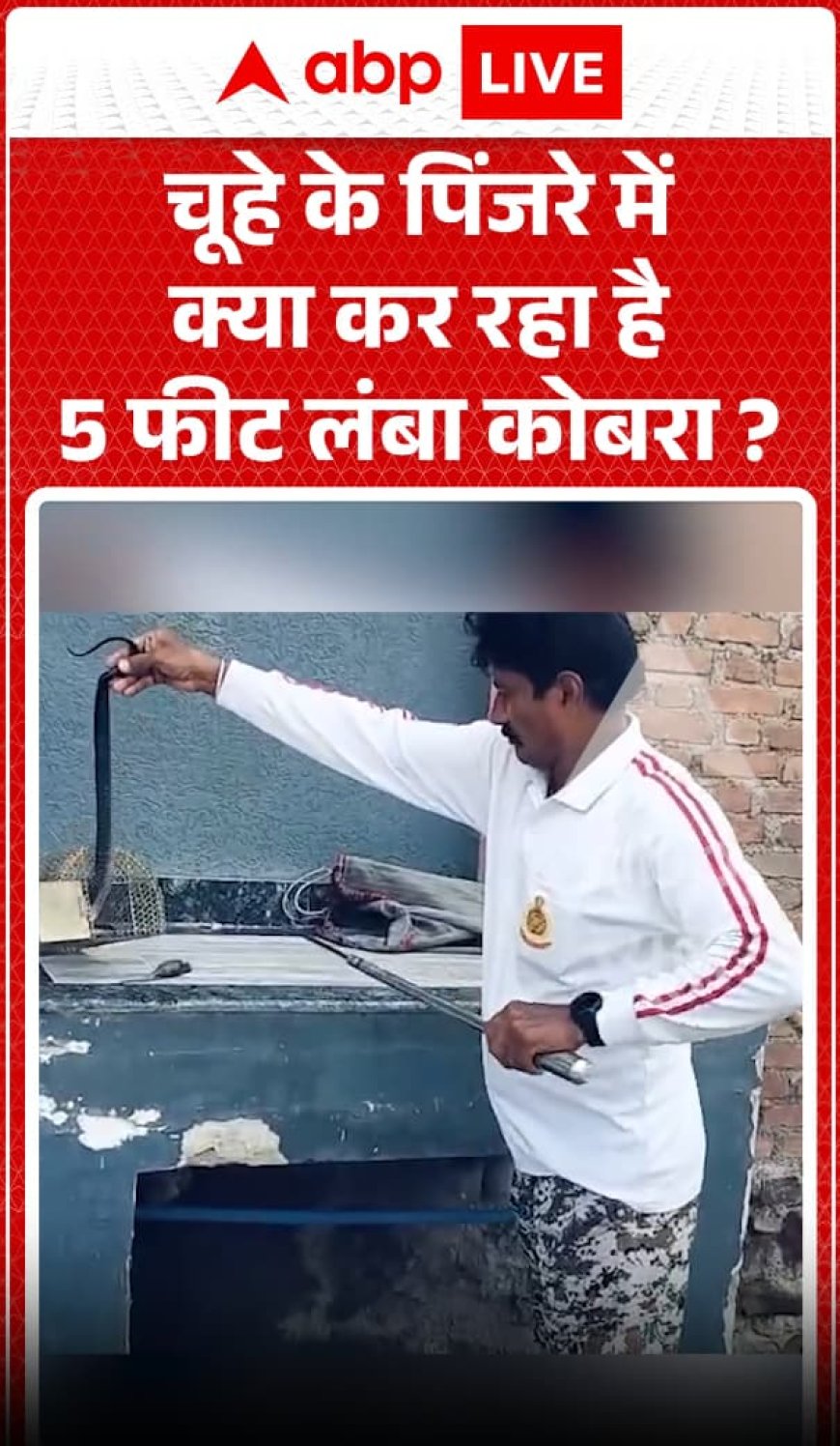 Viral Video: चूहे के पिंजरे में क्या कर रहा था 5 फीट लंबा कोबरा?