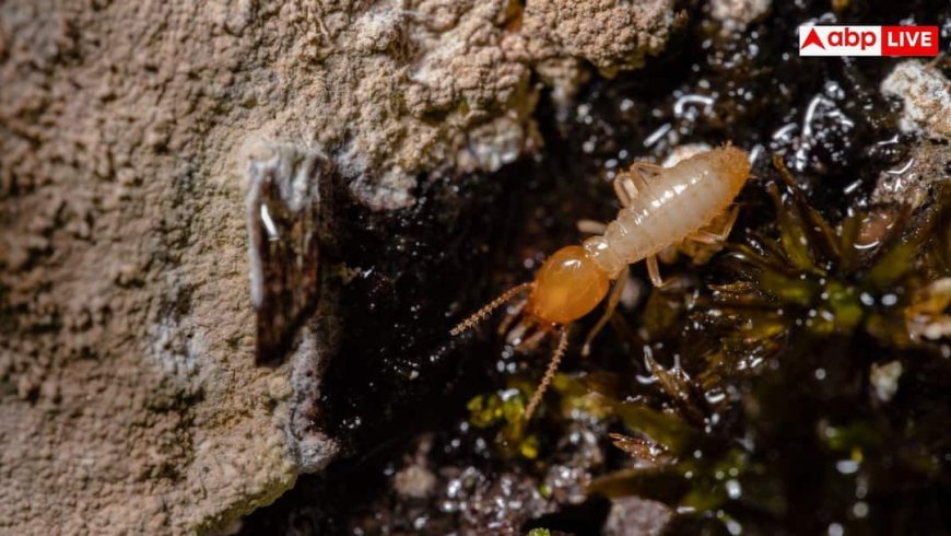 Termite Prevention: क्या बारिश में आपके घर भी लग रही है दीमक? भूलकर भी न करें ये गलतियां, ऐसे रखें सुरक्षित