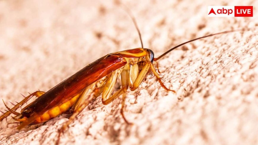 Kitchen Cockroach Control: किचन में आने लगे हैं कॉकरोच? ये 5 उपाय कर लें, आपके घर से कोसों दूर रहेगा ये कीड़ा