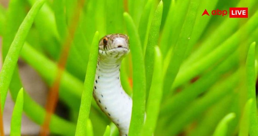 Snakebite Hotspots in World : दुनिया की ये जगहें हैं सांपों का सबसे खतरनाक अड्डा, घूमने से पहले जरूर जान लें
