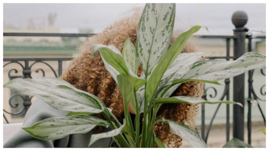 Indoor pure air tips: घर के अंदर की हवा को बनाएं एकदम शुद्ध! ये 5 इंडोर प्लांट्स बढ़ाएंगे घर की खूबसूरती और ऑक्सीजन