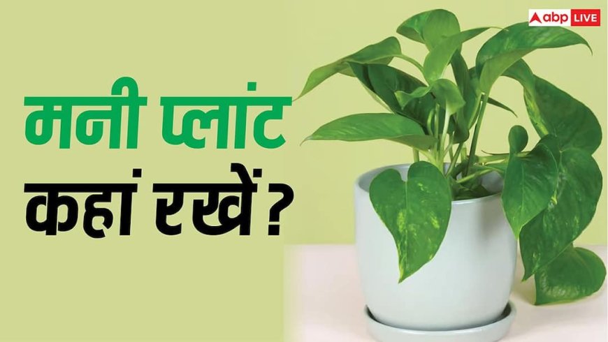 Money Plant : घर में मनी प्लांट रखने वाले एक बार जरूर पढ़ें, गलत दिशा में रखा पौधा नहीं माना जाता शुभ
