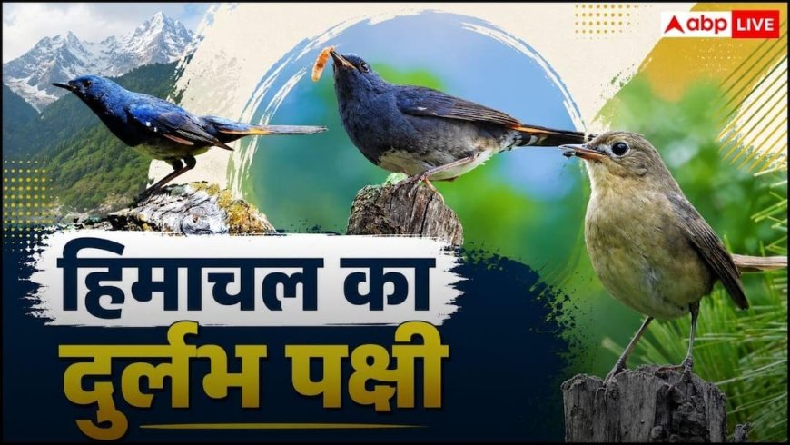 White-bellied Redstart: दक्षिण-पूर्व एशिया से किन्नौर पहुंचा मौसमी मेहमान, रकछम-छितकुल बना पसंदीदा प्रजनन स्थल