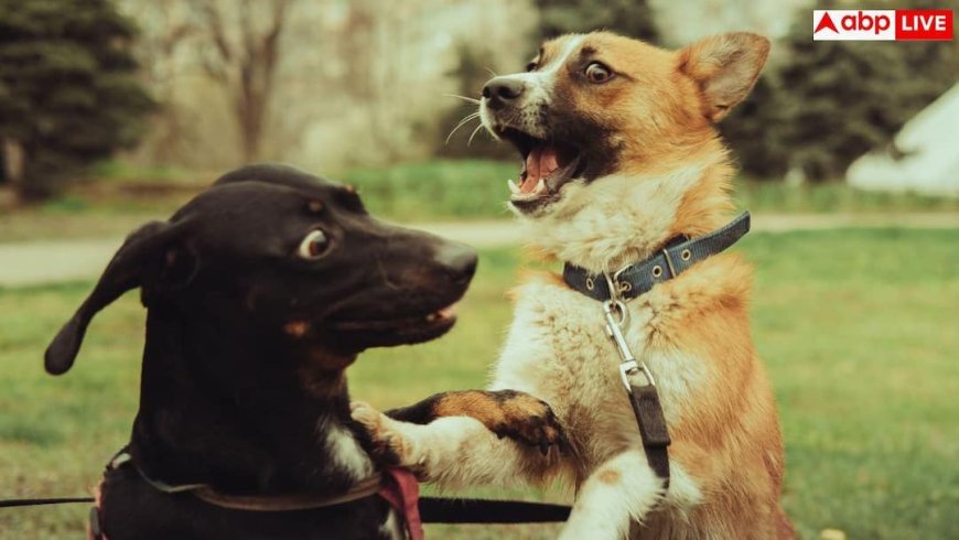 Why Are People Afraid of Dogs: क्या कुत्ता देखकर आपके भी छूट जाते हैं पसीने? जानिए इसके पीछे का असली कारण